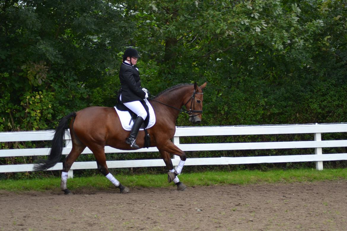 Pinto Laura af Korup - LB1 Ih altså, de schenkler!! billede 8