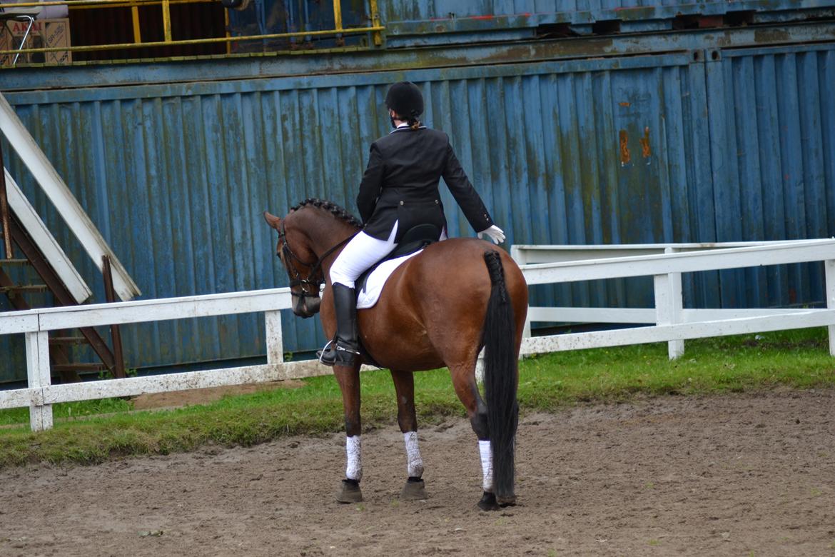 Pinto Laura af Korup - Når enden er god ;-) billede 9