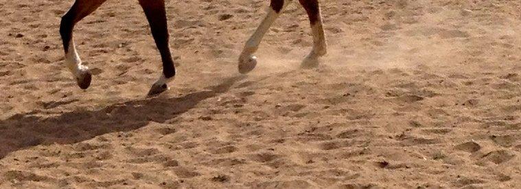 Anden særlig race Flicka <3 billede 17