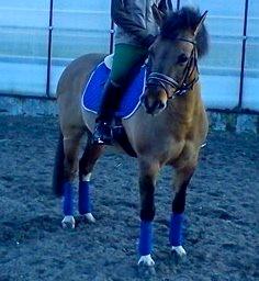 Anden særlig race Flicka <3 billede 5