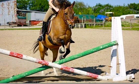 Anden særlig race Flicka <3 billede 18