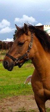 Anden særlig race Flicka <3 billede 7