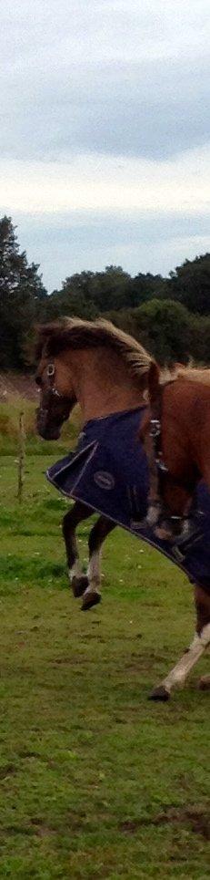 Anden særlig race Flicka <3 billede 19