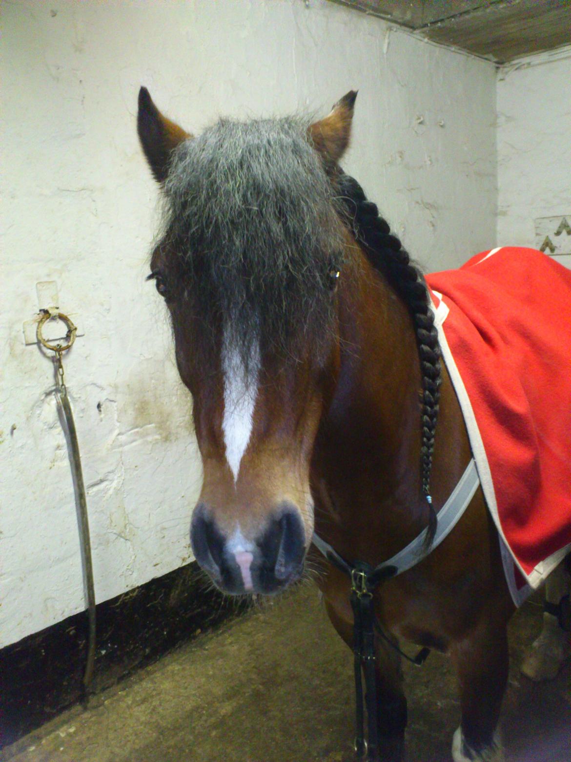 Welsh Pony af Cob-type (sec C) Gribsvads Laban - Sådan ser prinsen ud, når han er klar til at springe :):):) billede 20