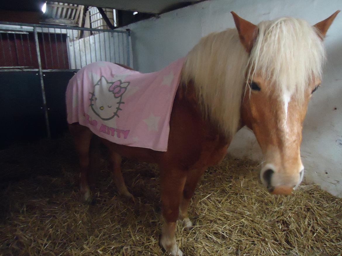 Haflinger missy <3 - Missy elsker hallo kitty! :D billede 5