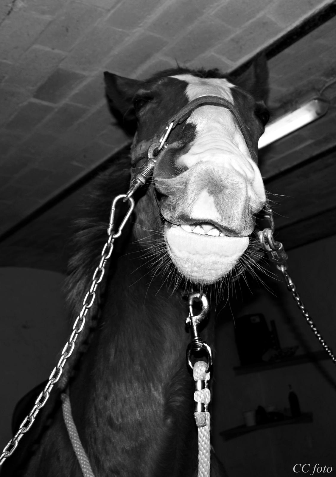 Pinto Whiskey In The Jar - gangsta' atityde  billede 7