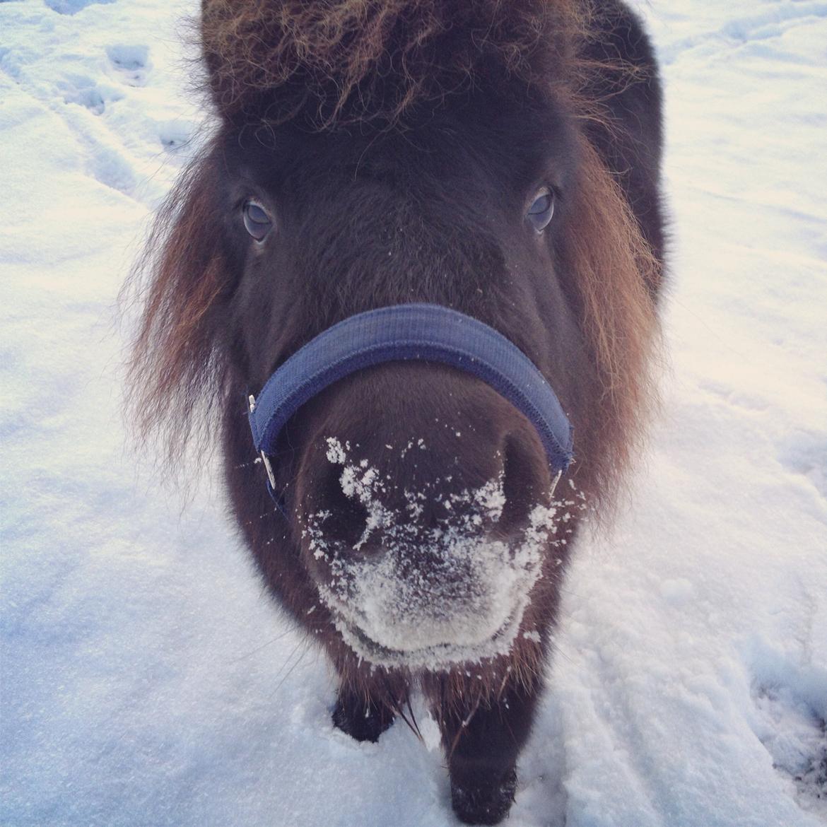 Shetlænder Tantor billede 3