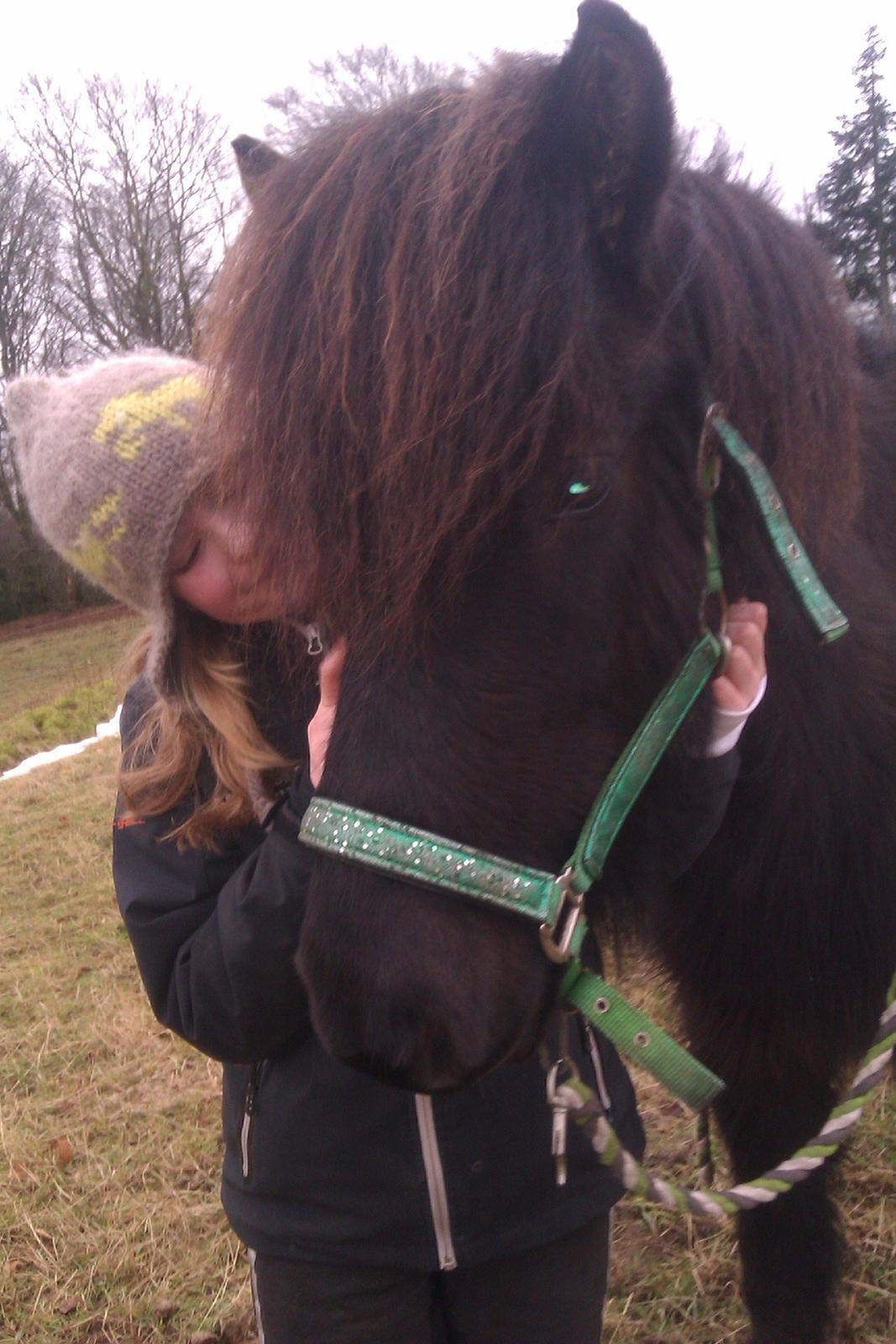 Islænder Svala fra Fuglsang billede 9
