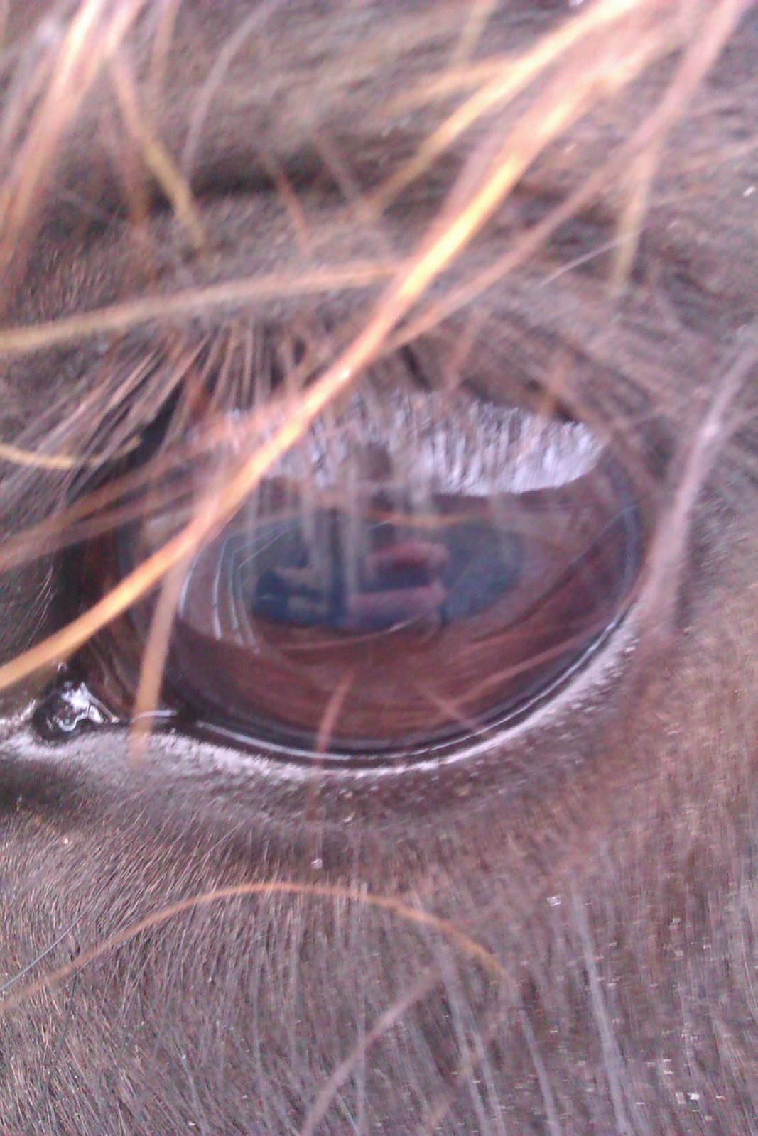 Islænder Svala fra Fuglsang - Så er vi tæt på billede 5