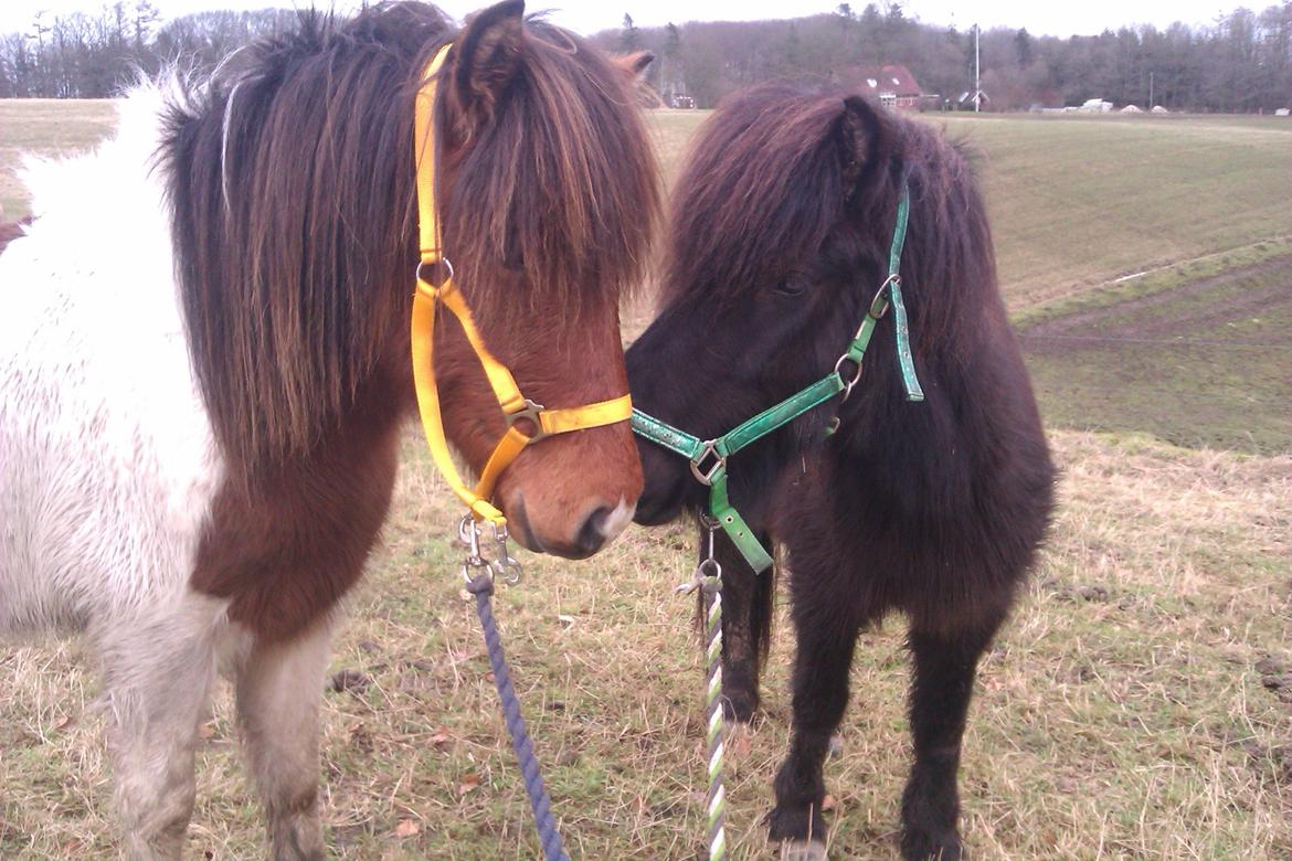 Islænder Svala fra Fuglsang - <3<3<3<3 billede 4