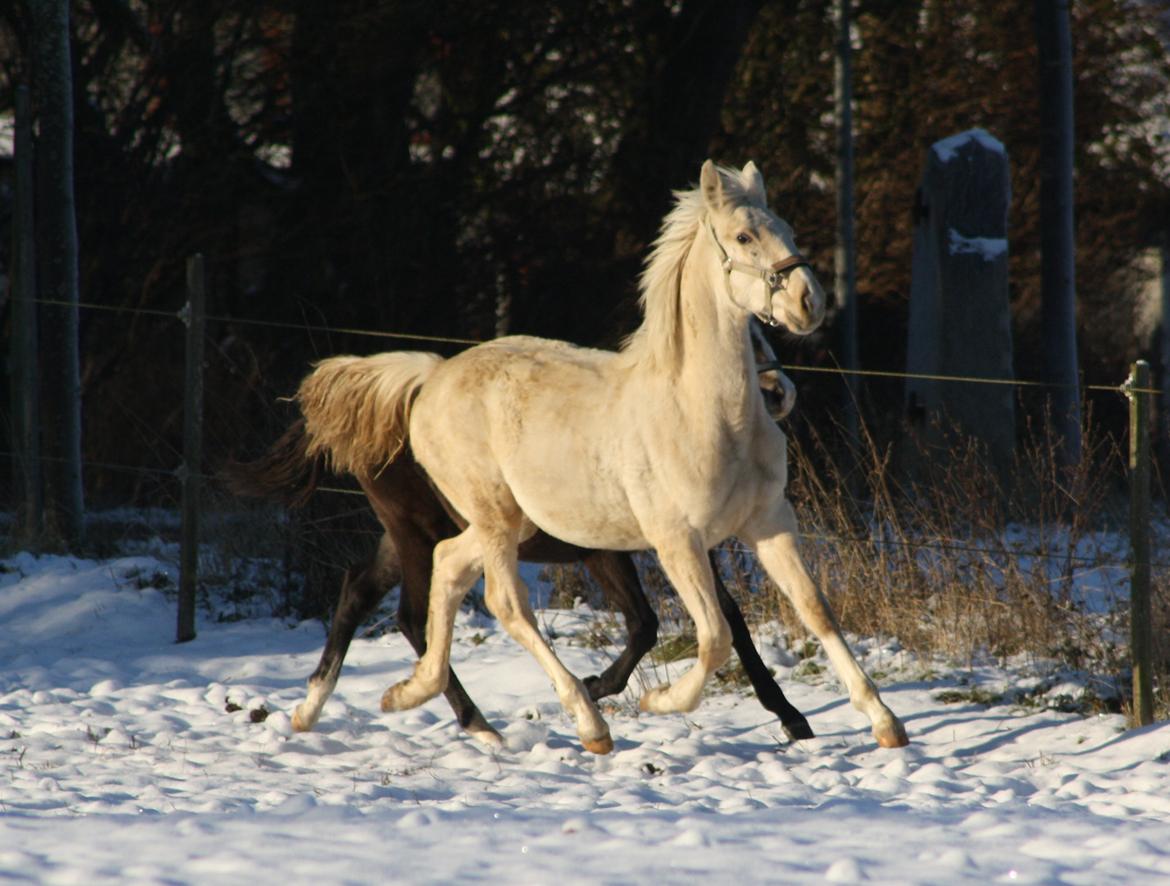 Palomino MiTho´s Diablo Blanco billede 16