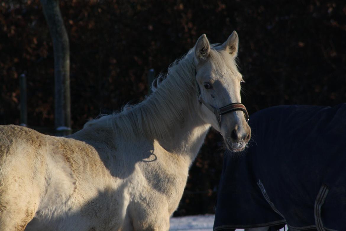 Palomino MiTho´s Diablo Blanco billede 17