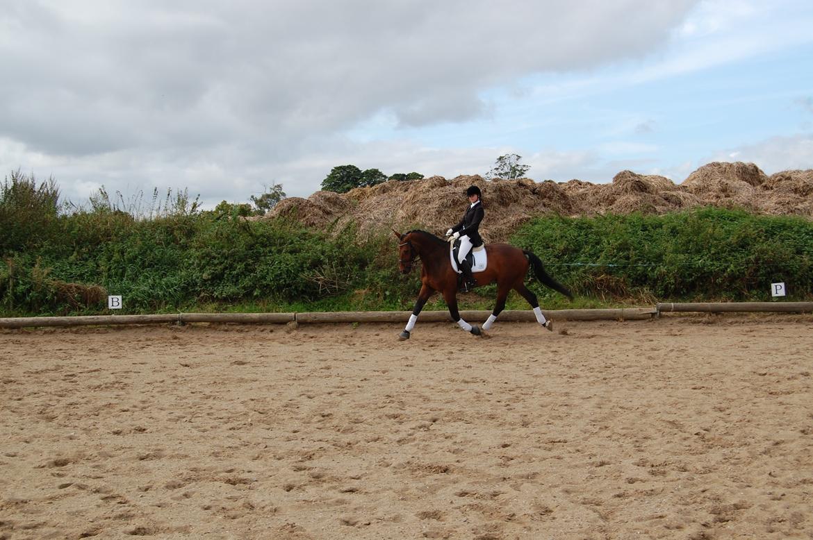 Dansk Varmblod Herslev Marks Cosmo - Første gang i byen :) billede 10