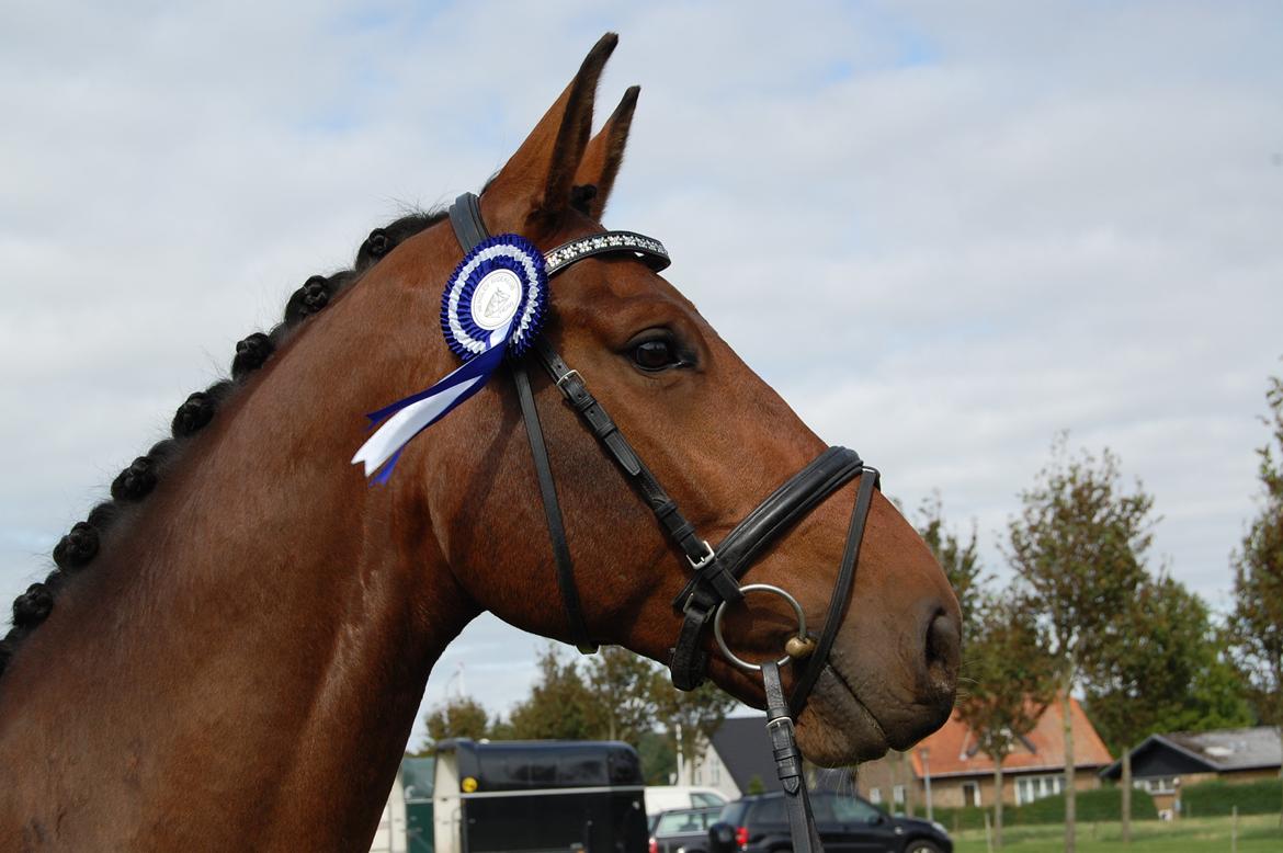 Dansk Varmblod Herslev Marks Cosmo - Min smukke dreng <3 billede 11