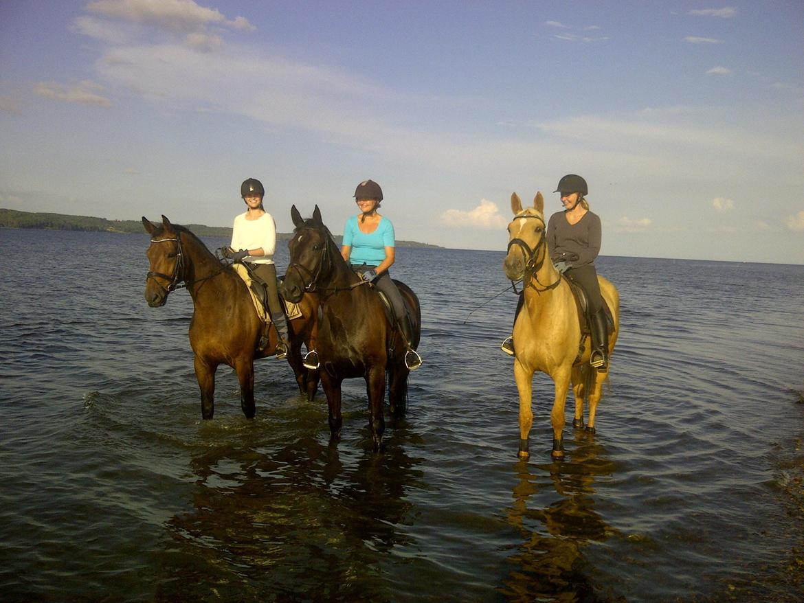 Dansk Varmblod Herslev Marks Cosmo - Badetur med trekløveren (september 2012) billede 12