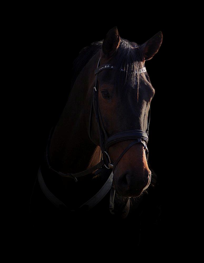 Dansk Varmblod Vestervang´s Lupus - Velkommen til min smukke hest :) billede 1