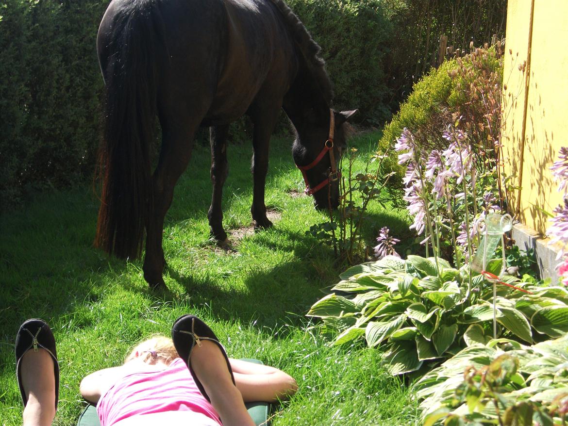 Welsh Mountain (sec A) * * * *Chanti* * * * my prinses ever <3<3<3<3<3333 - Chanti og Victoria nyder solen i haven  billede 19