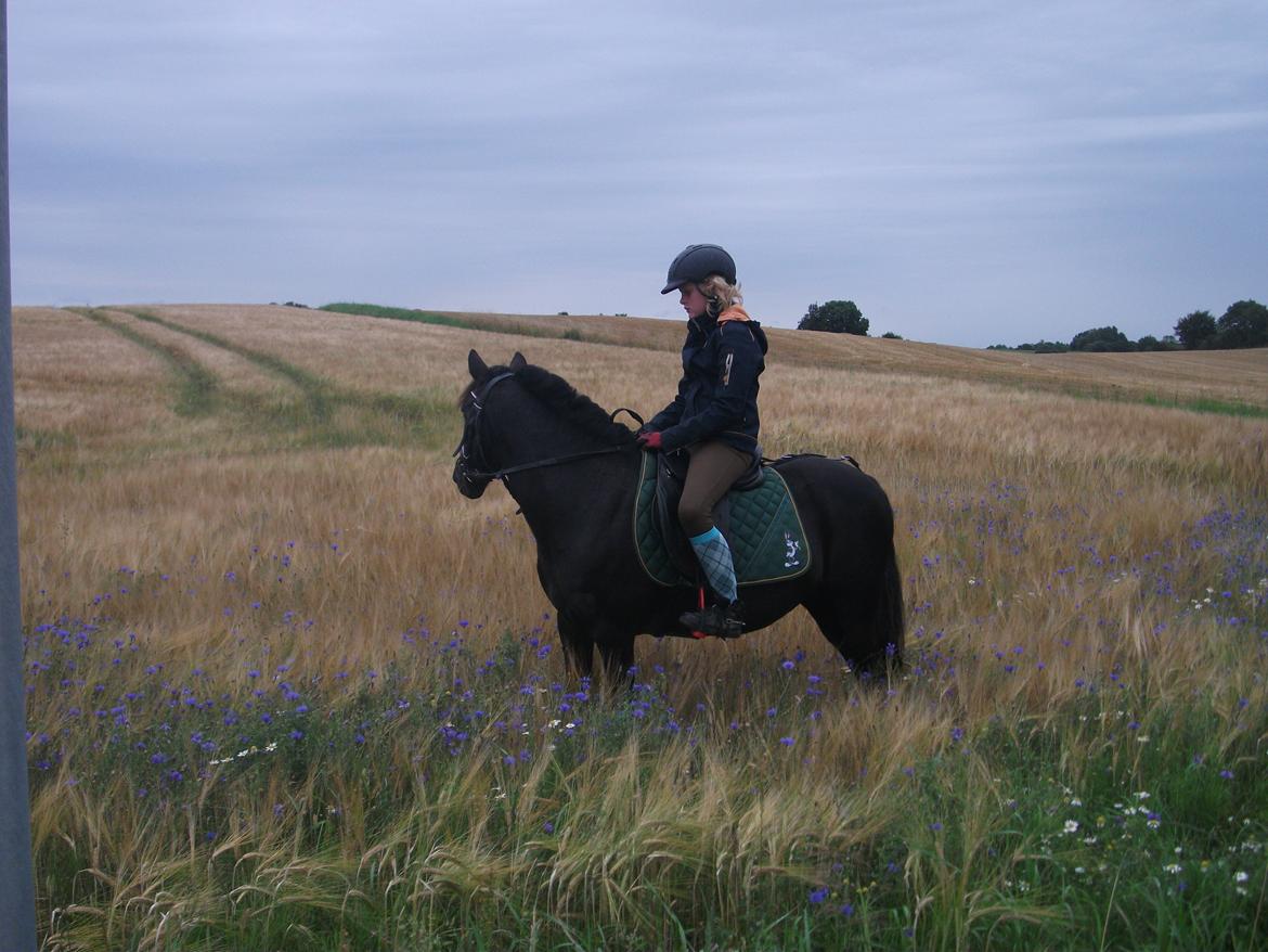 Welsh Mountain (sec A) * * * *Chanti* * * * my prinses ever <3<3<3<3<3333 - Sommer 2012   billede 20