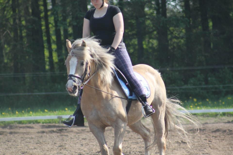 Haflinger Lawine billede 11