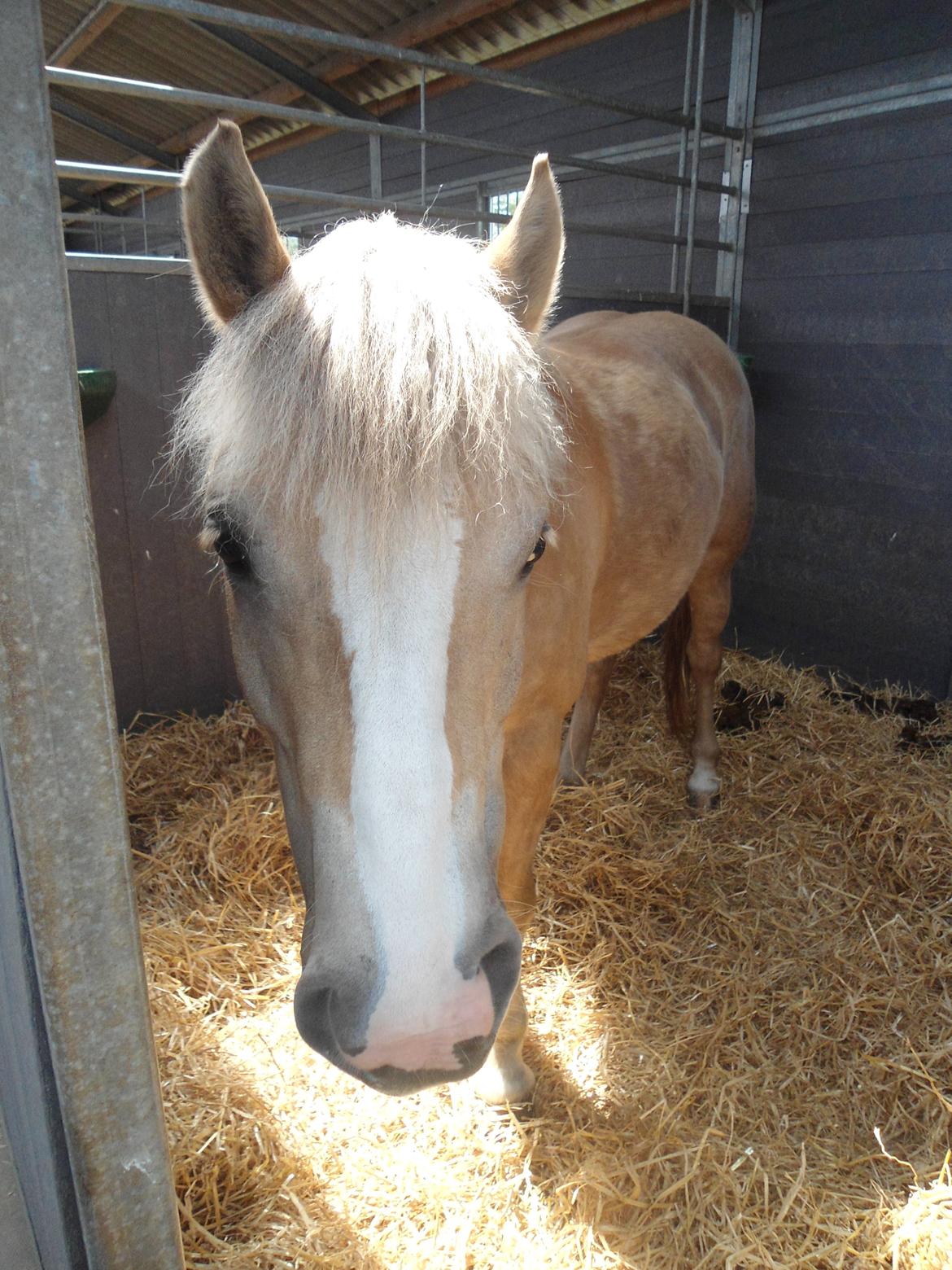 Haflinger Lawine billede 12