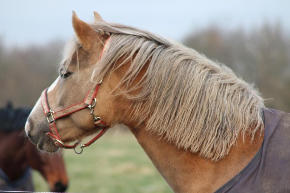 Haflinger Lawine billede 13