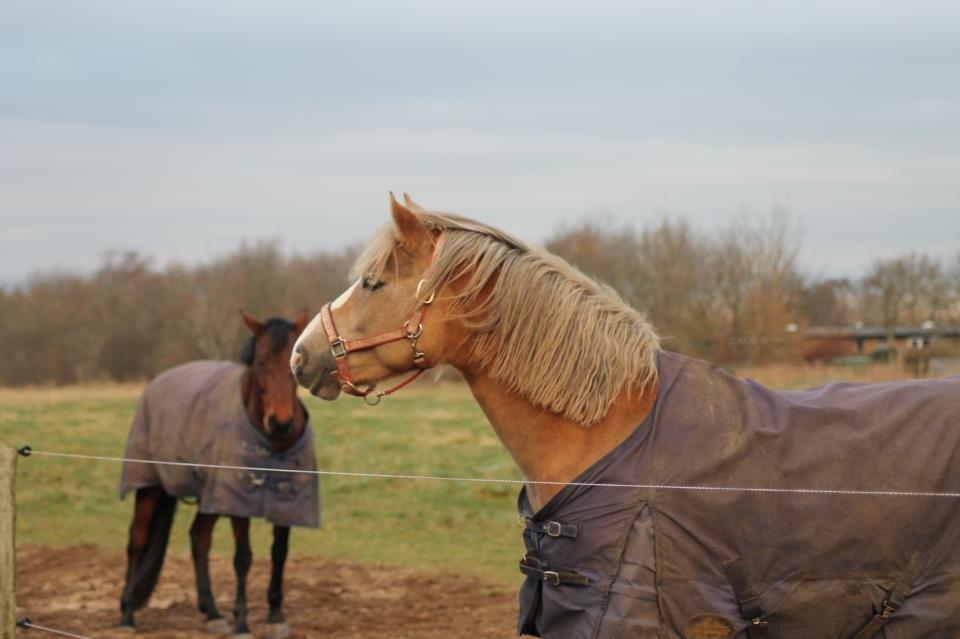 Haflinger Lawine billede 14