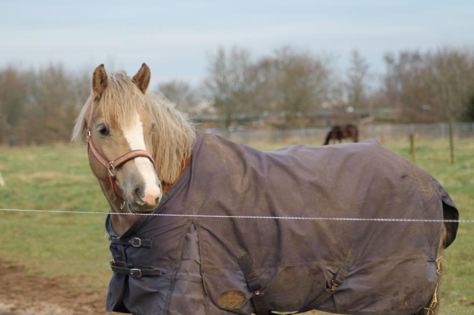 Haflinger Lawine billede 15