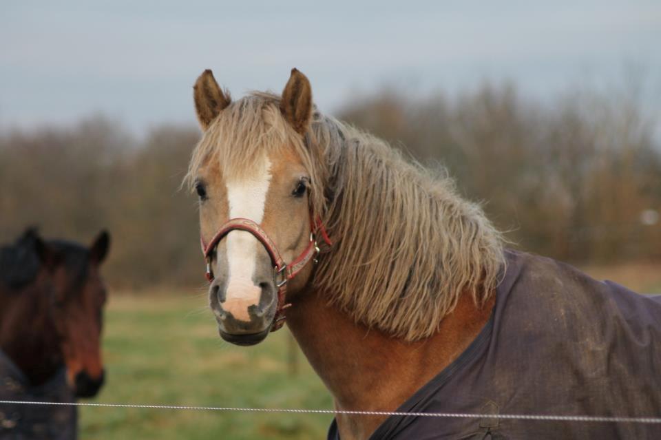 Haflinger Lawine billede 16