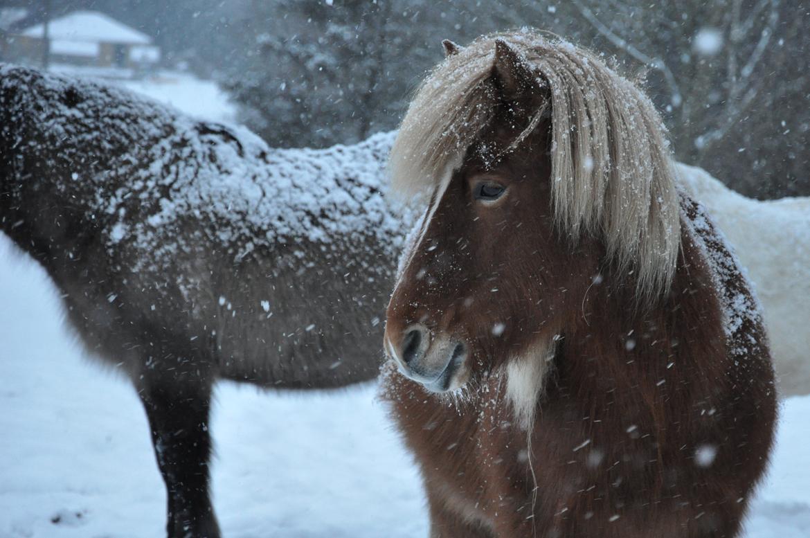 Islænder Trausti fra Gingsholm<3 - Snedyret:) Foto: AFH 18.01.13 billede 16