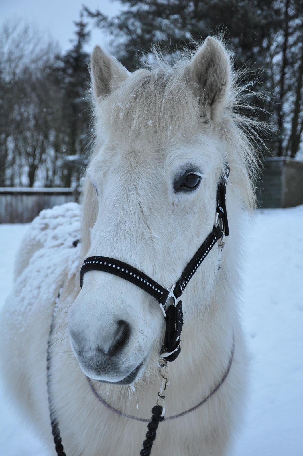 Islænder Hlín fra Helgenæs<3 - Hlin med sin nye bling-bling grime;) Foto: AFH 18.01.13 billede 12