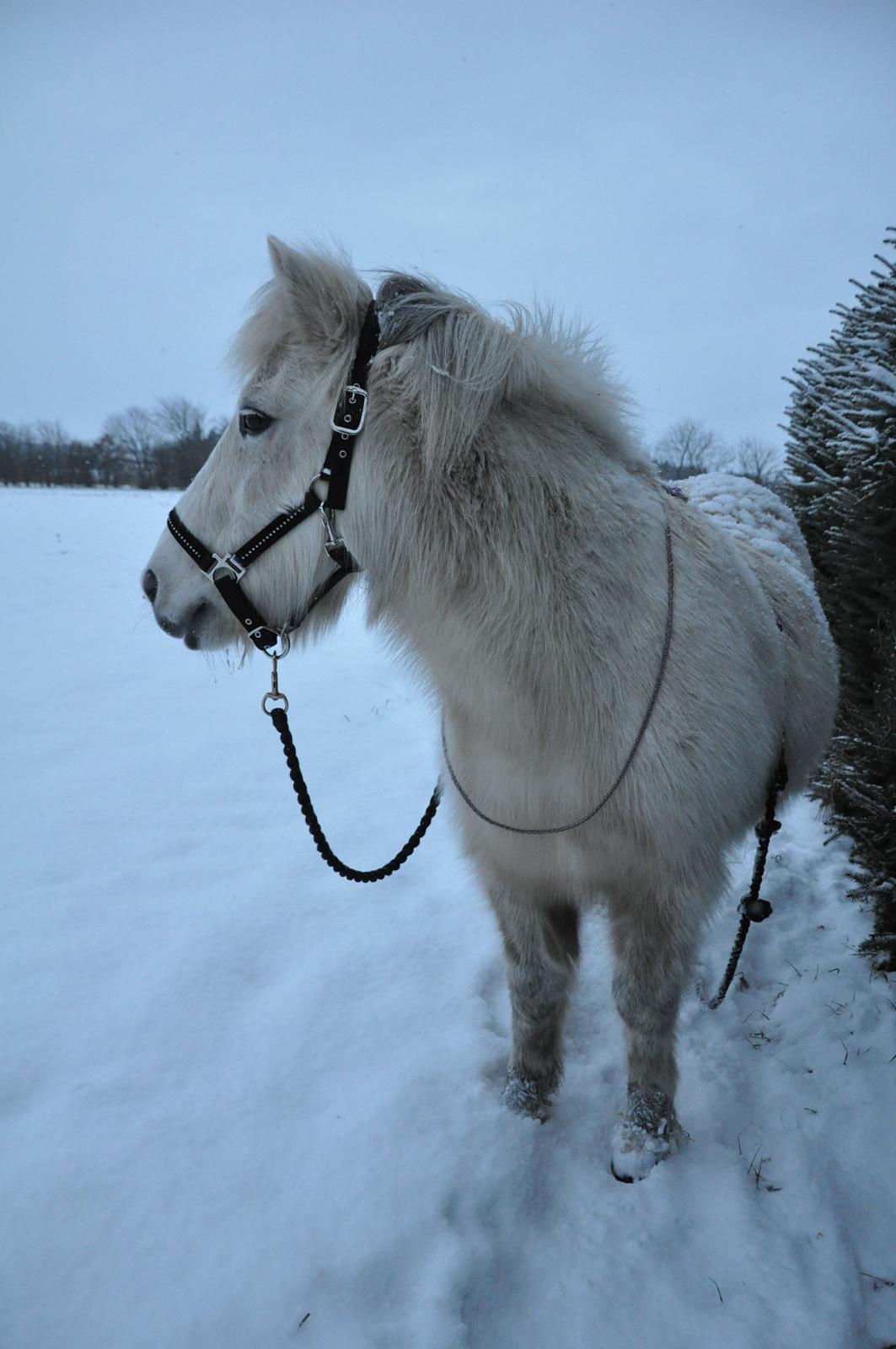 Islænder Hlín fra Helgenæs<3 - På snetur:) Foto: AFH 18.01.13 billede 8