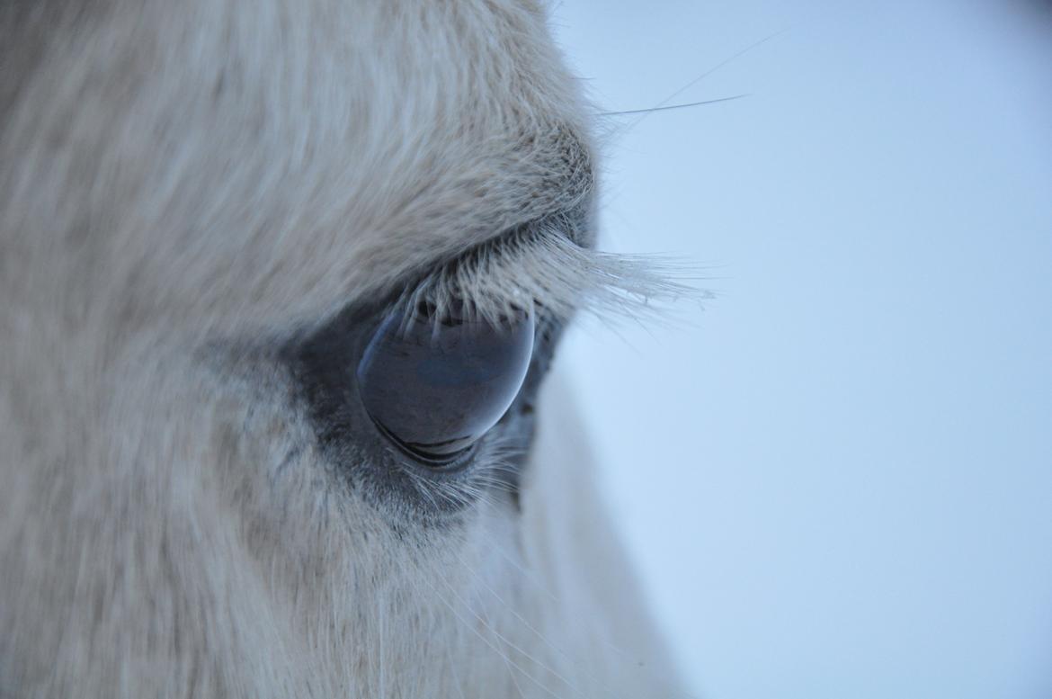 Islænder Hlín fra Helgenæs<3 - Hlins smukke øje, med de lange hvide øjenvipper!:) Foto: AFH 18.01.13 billede 14
