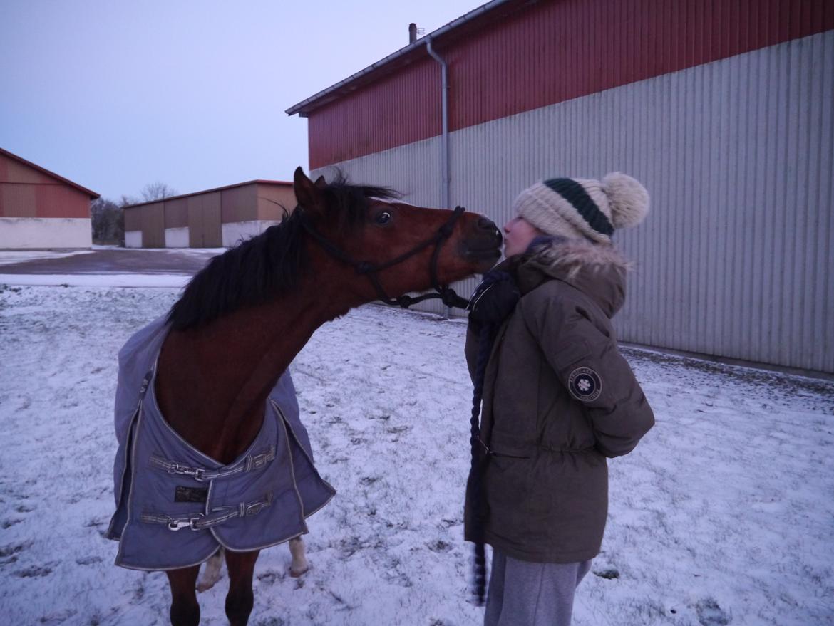 Welsh Pony (sec B) Klintholms sir Clark B-pony <33 billede 7