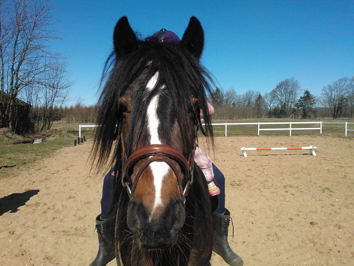 Anden særlig race Anton Berg billede 1