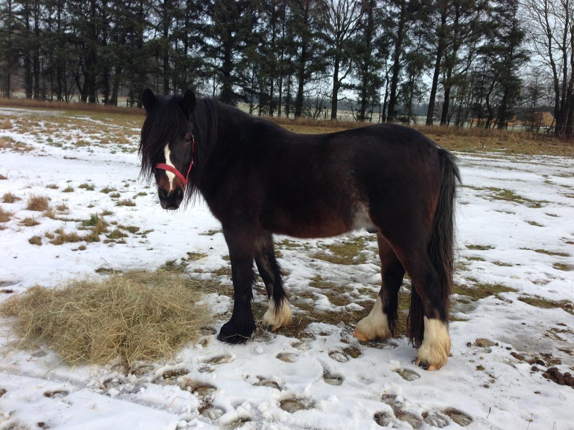 Anden særlig race Anton Berg billede 3
