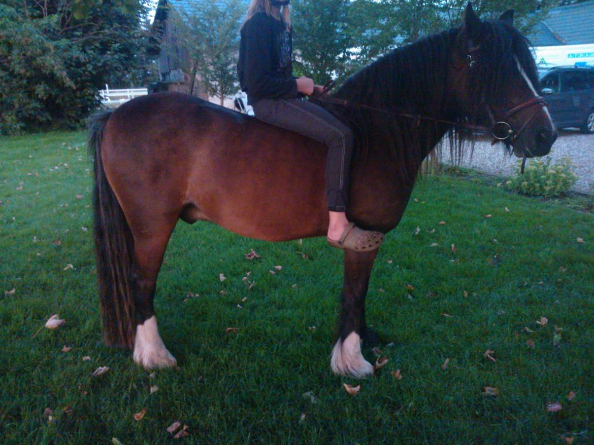 Anden særlig race Anton Berg billede 5