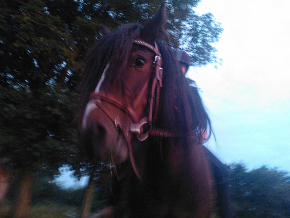 Anden særlig race Anton Berg billede 8