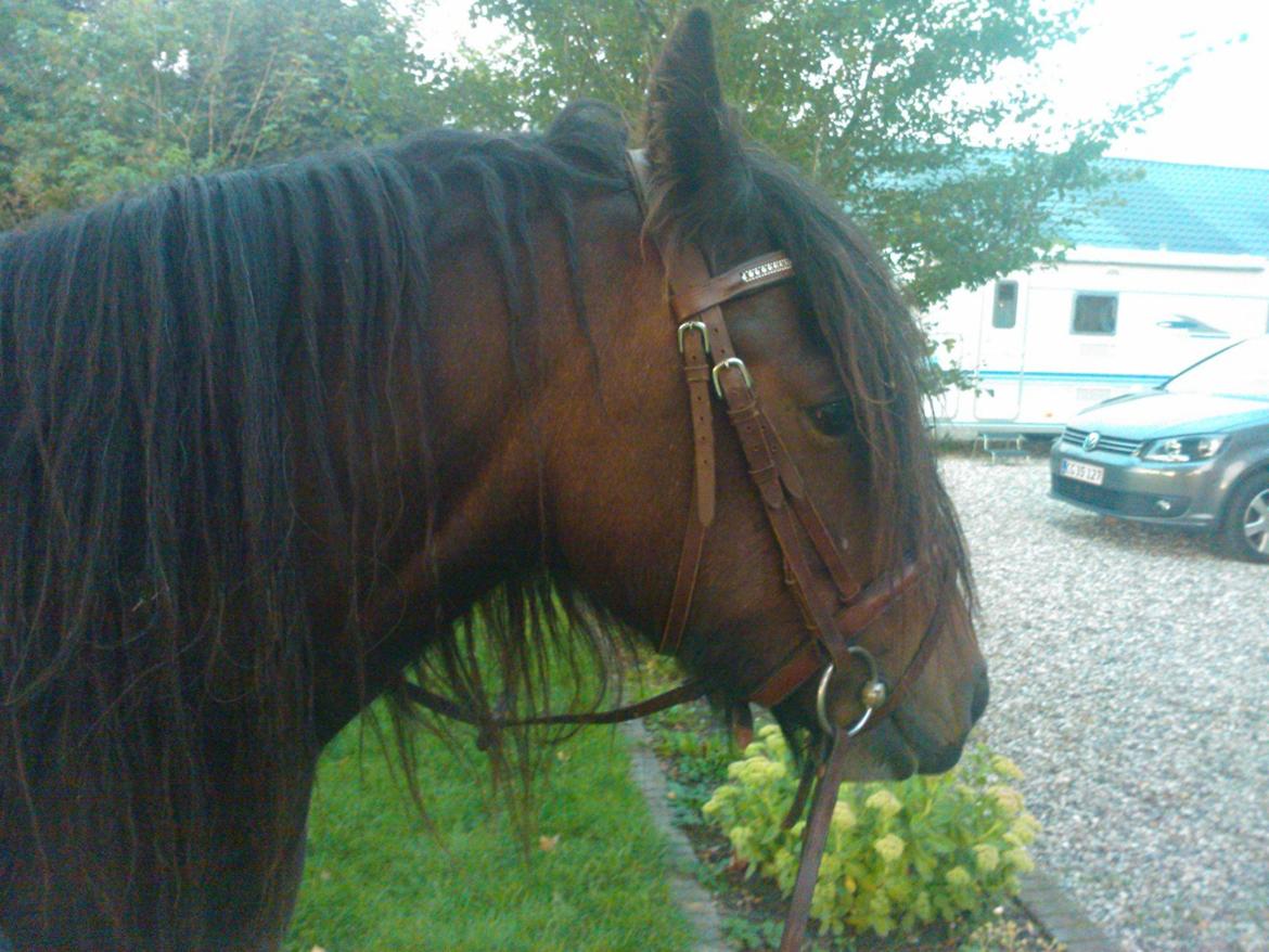 Anden særlig race Anton Berg billede 9