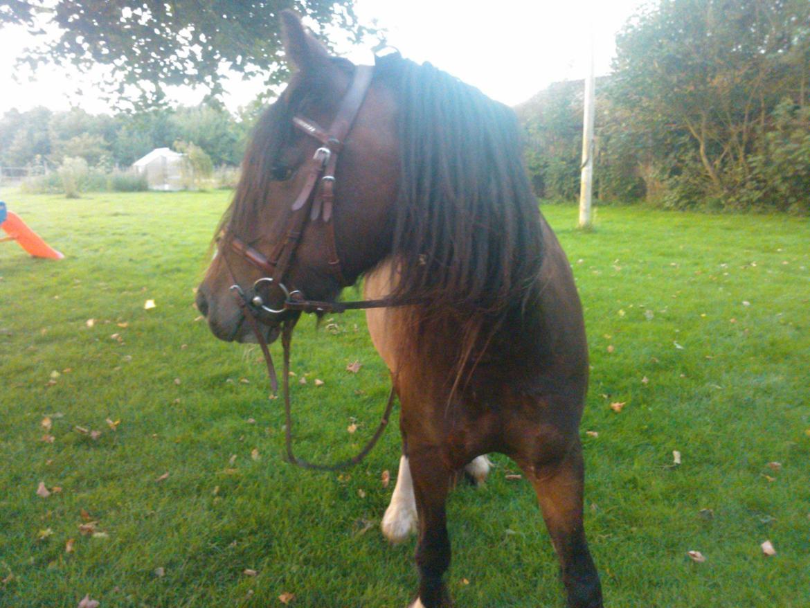 Anden særlig race Anton Berg billede 10