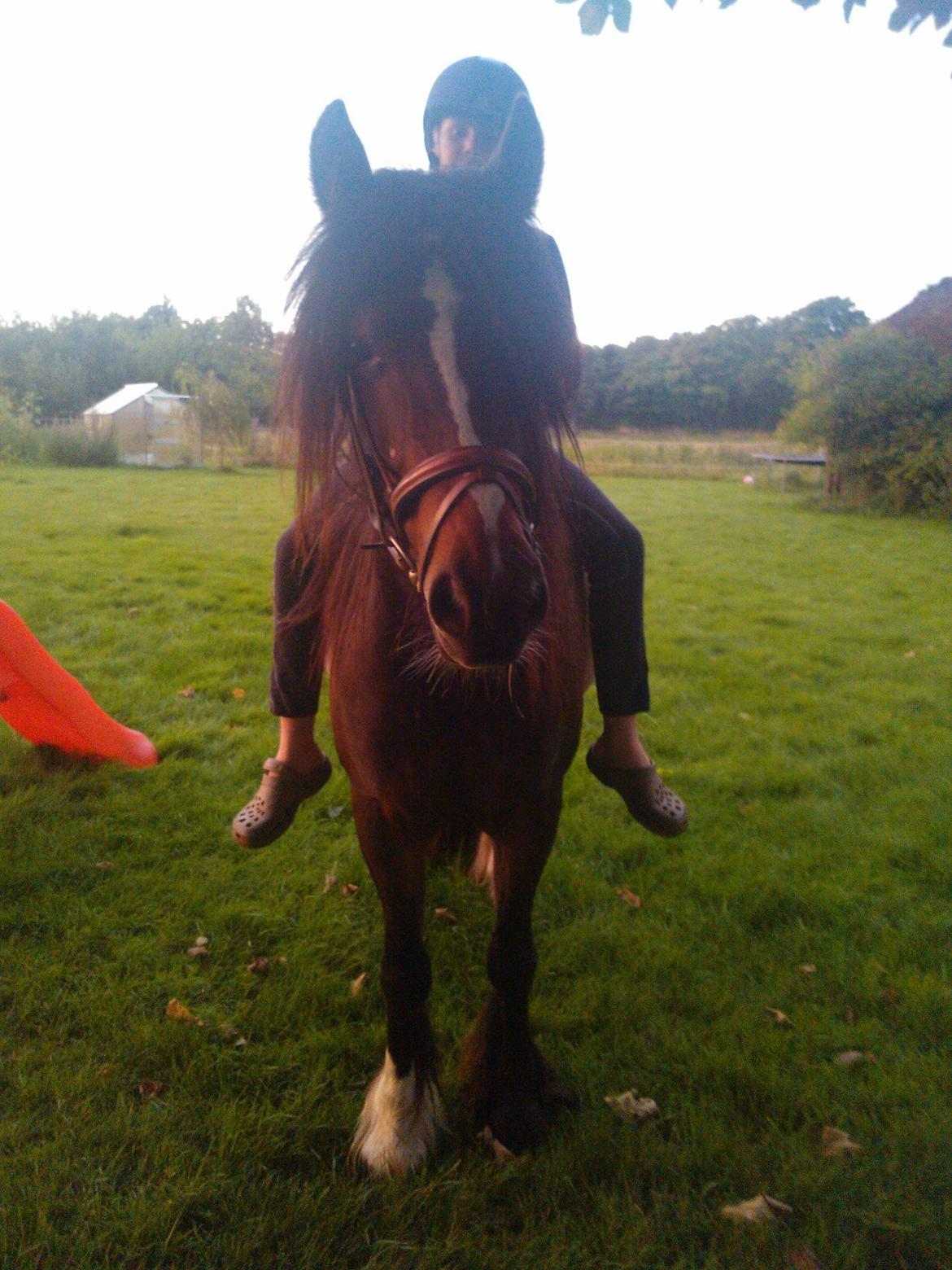 Anden særlig race Anton Berg billede 11