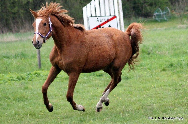 Palomino Brogaards shooting star billede 27