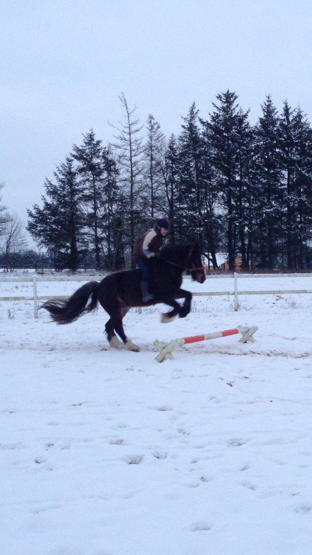 Anden særlig race Anton Berg billede 12