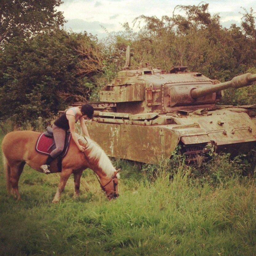 Haflinger Nina [Himmelhest] billede 1