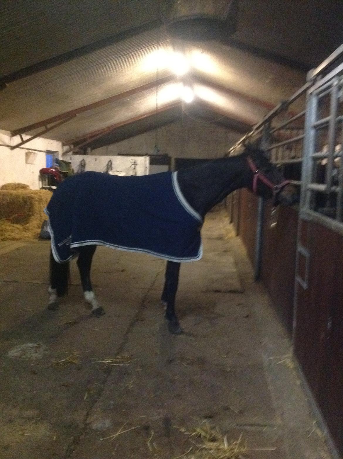 Dansk Varmblod Elmegaard´s Quote Me - Da jeg var oppe og se hende i november 2012 billede 11