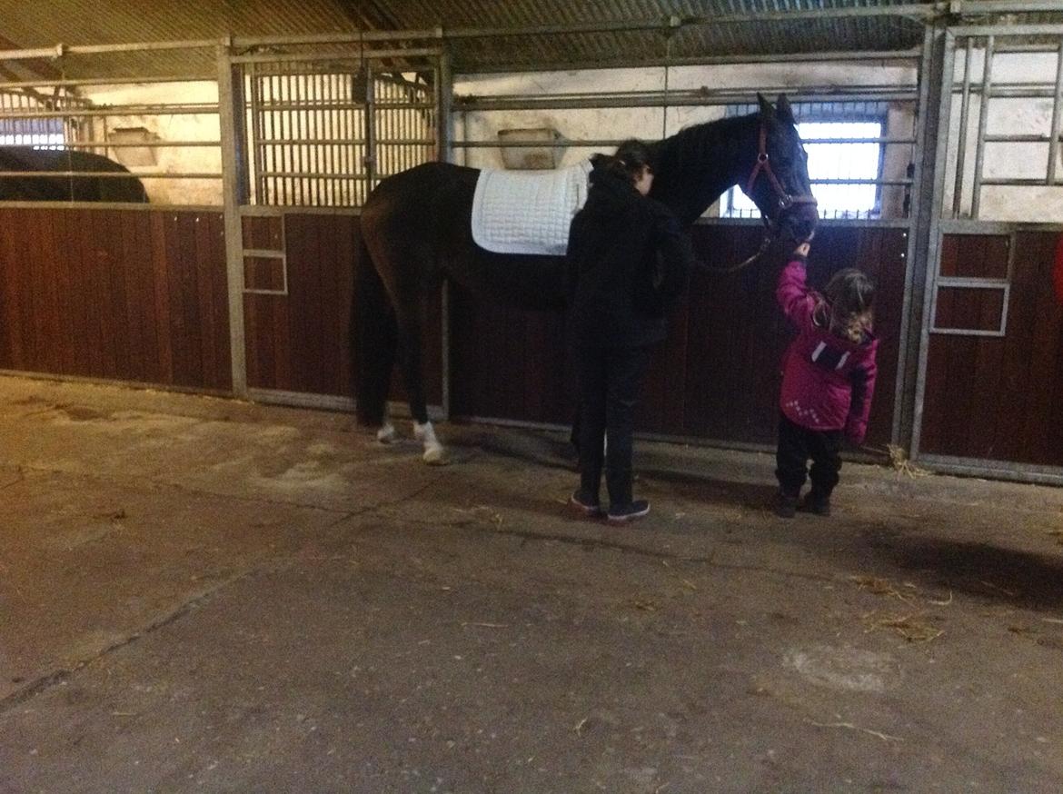 Dansk Varmblod Elmegaard´s Quote Me - Da vi var oppe og se bettefisen november 2012 billede 12