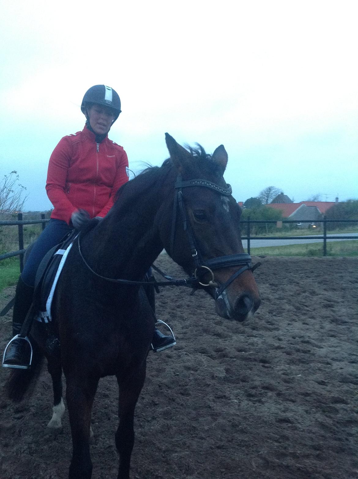 Dansk Varmblod Elmegaard´s Quote Me - Færdig med prøvning af Quote 2012 billede 13