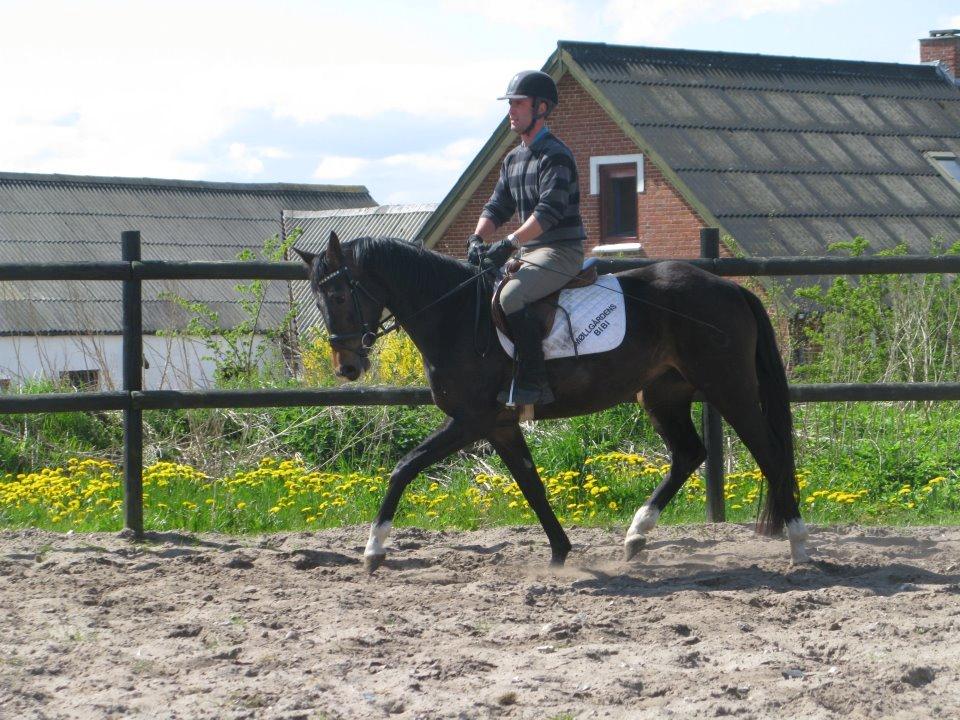 Dansk Varmblod Elmegaard´s Quote Me - Tilridning sommeren 2012 billede 14