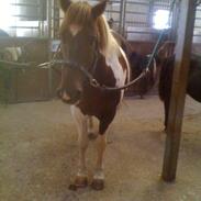 Anden særlig race Flipper