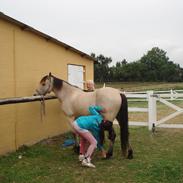 Anden særlig race Chico