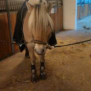 Fjordhest Tjalfe Kaptain